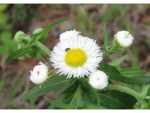 Erigeron philadelphicus (Philadelphia fleabane) #33210