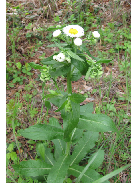 Erigeron philadelphicus (Philadelphia fleabane) #33211