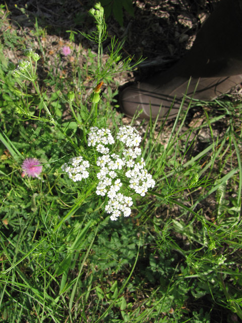 Bifora americana (Prairie bishop) #33213