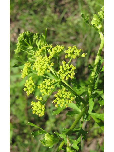 Polytaenia texana (Texas prairie parsley) #33217