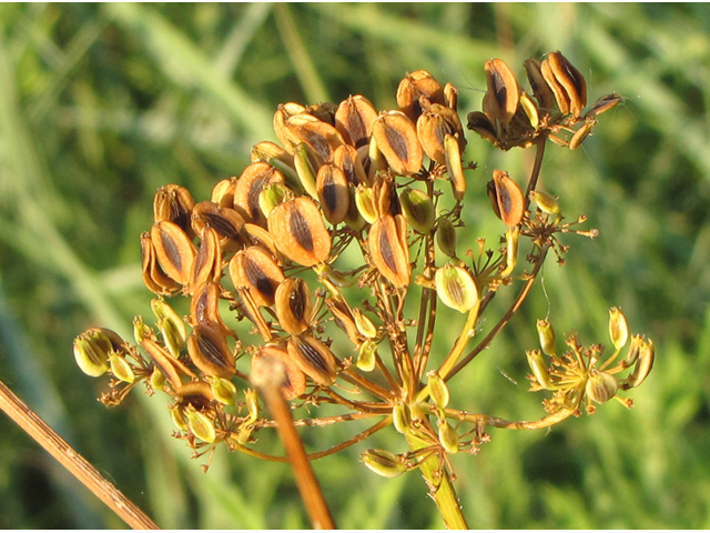 Polytaenia texana (Texas prairie parsley) #33219