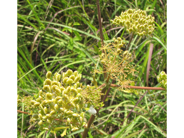 Polytaenia texana (Texas prairie parsley) #33220