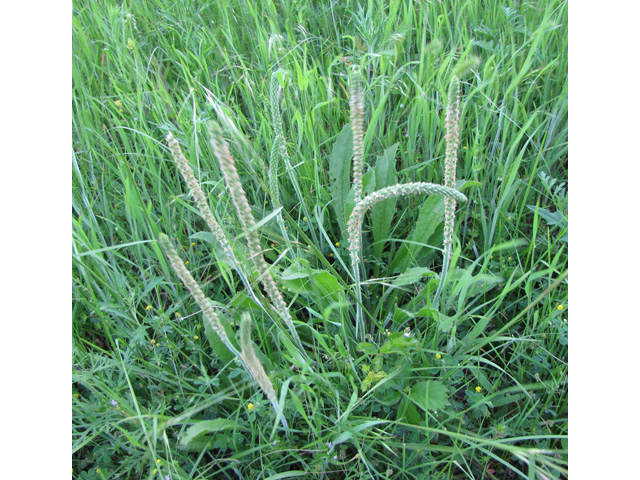 Plantago rhodosperma (Redseed plantain) #33234