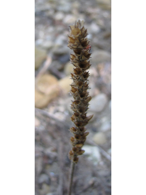 Plantago rhodosperma (Redseed plantain) #33235