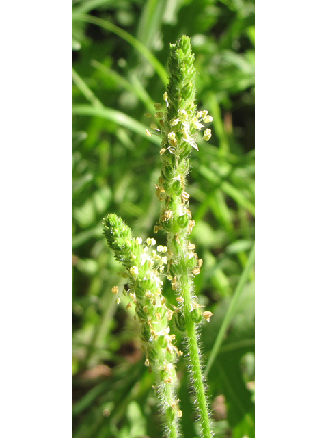 Plantago rhodosperma (Redseed plantain) #33237