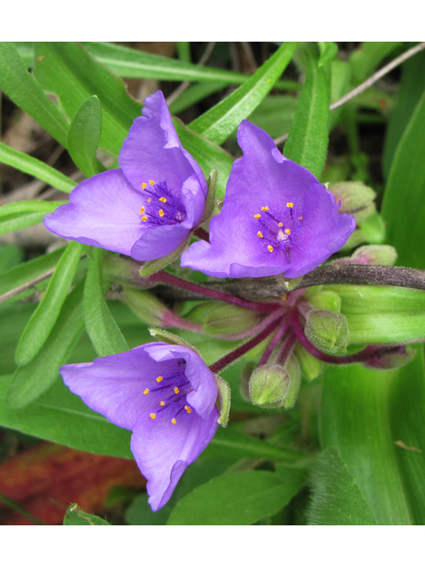 Tradescantia hirsutiflora (Hairyflower spiderwort) #33248