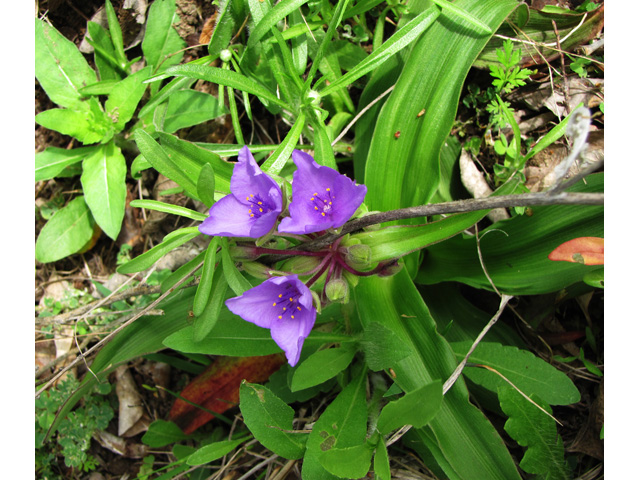 Tradescantia hirsutiflora (Hairyflower spiderwort) #33249