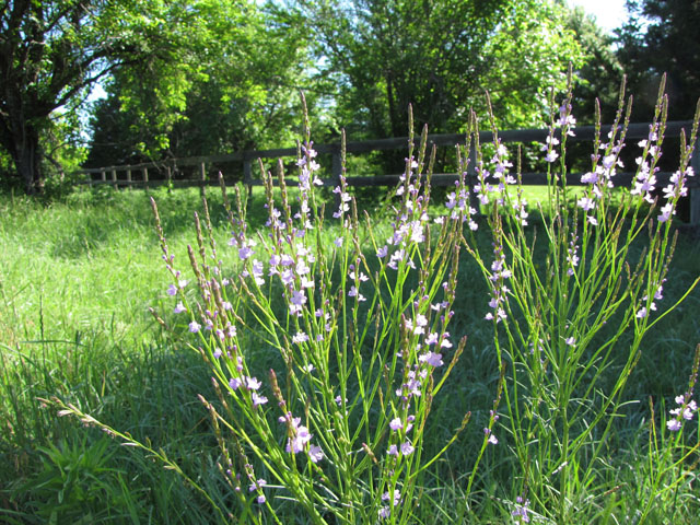 Verbena halei (Texas vervain) #33259