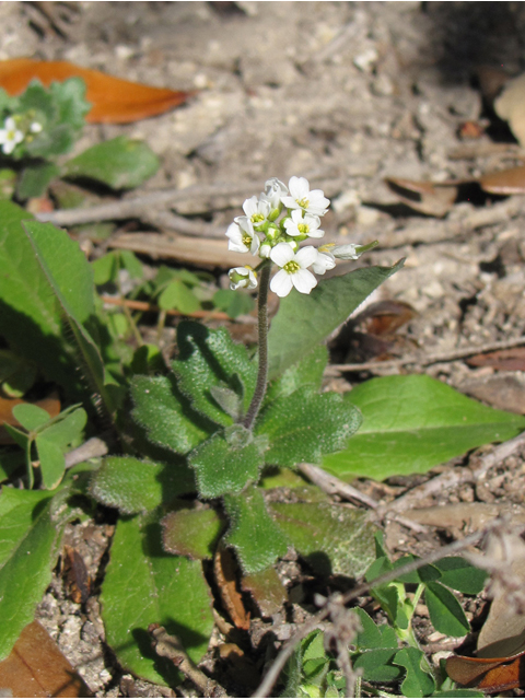 Draba cuneifolia (Wedgeleaf draba) #33268