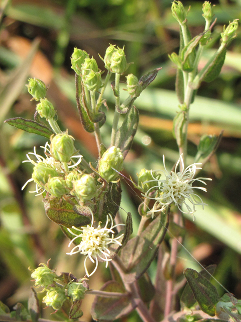 Brickellia eupatorioides var. texana (Texas false boneset) #33277