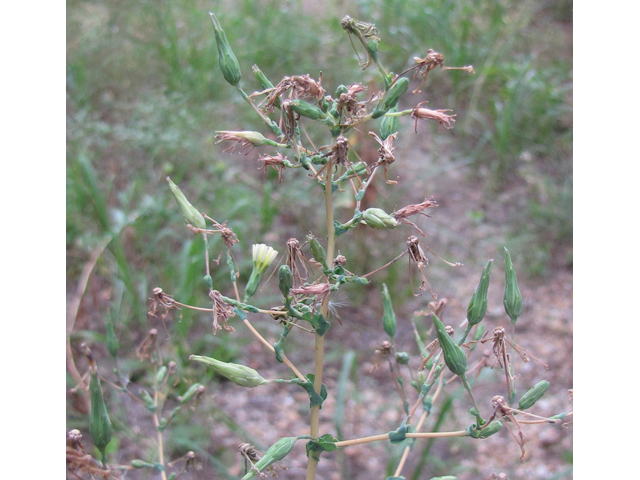 Lactuca canadensis (Canada lettuce) #33282