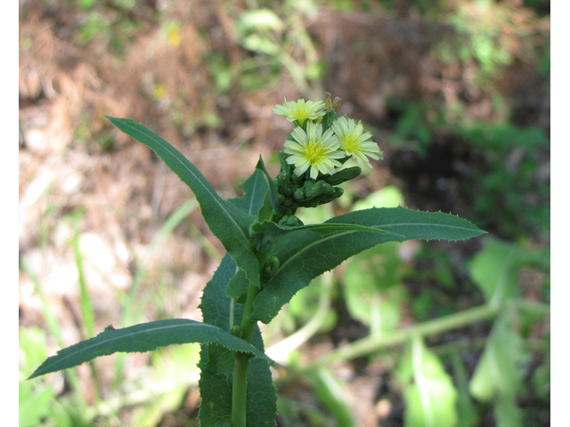 Lactuca canadensis (Canada lettuce) #33283