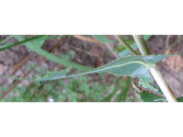 Lactuca canadensis (Canada lettuce) #33285