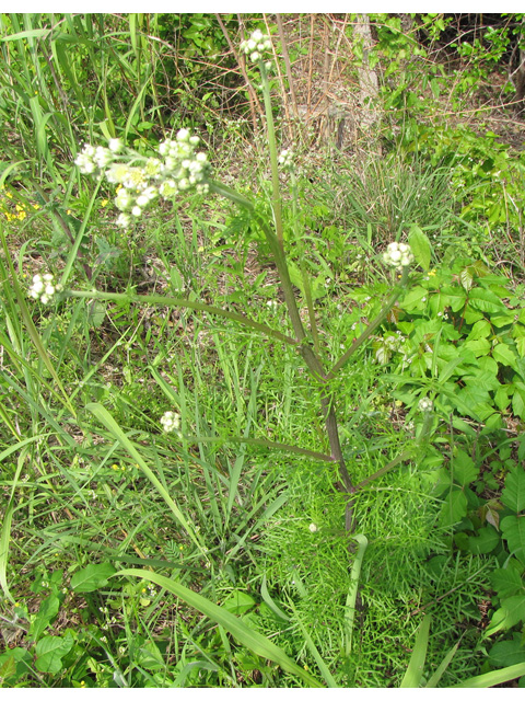 Hymenopappus scabiosaeus var. corymbosus (Carolina woollywhite) #33293