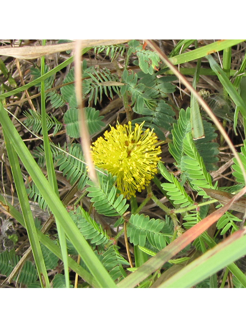 Neptunia lutea (Yellow sensitive briar) #33296