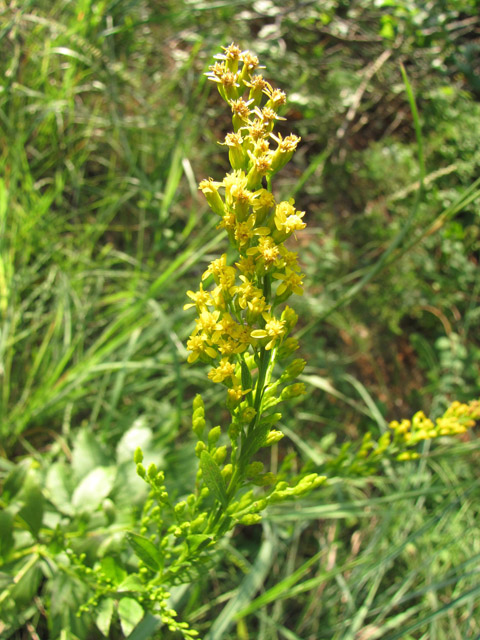 Solidago ulmifolia (Elmleaf goldenrod) #33389