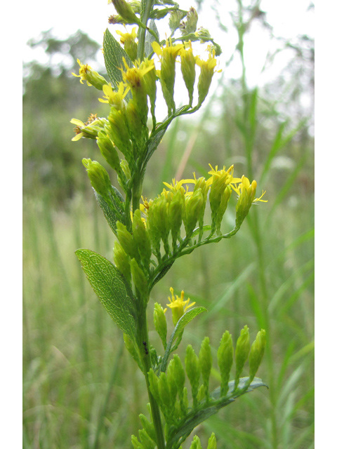 Solidago ulmifolia (Elmleaf goldenrod) #33391