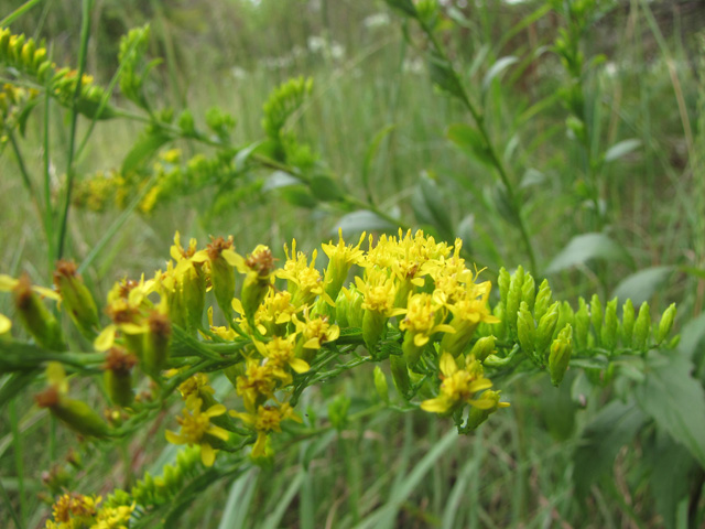 Solidago ulmifolia (Elmleaf goldenrod) #33392