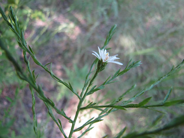 Symphyotrichum drummondii var. texanum (Drummond's aster) #33394