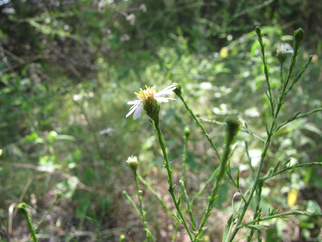 Symphyotrichum drummondii var. texanum (Drummond's aster) #33395