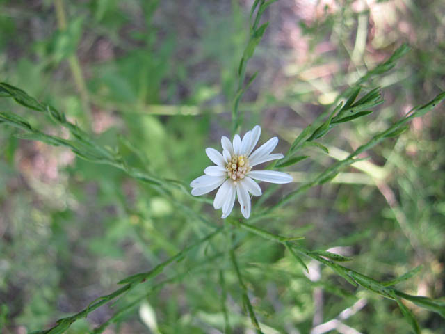 Symphyotrichum drummondii var. texanum (Drummond's aster) #33396