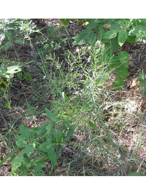 Symphyotrichum drummondii var. texanum (Drummond's aster) #33397