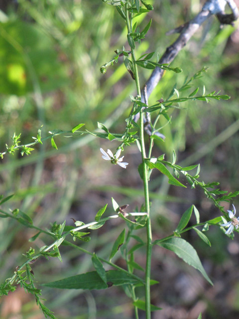 Symphyotrichum drummondii var. texanum (Drummond's aster) #33398