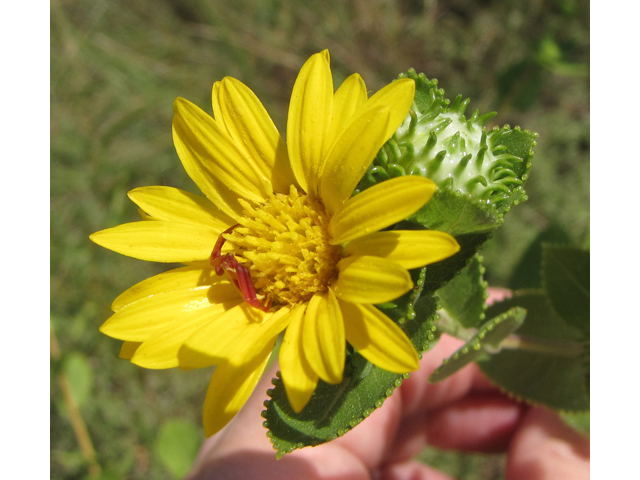 Grindelia adenodonta (Lonestar gumweed) #36153