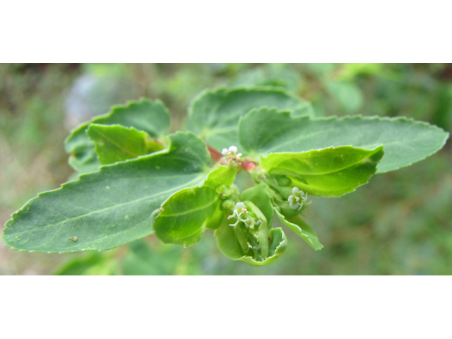 Chamaesyce nutans (Nodding spurge) #36163