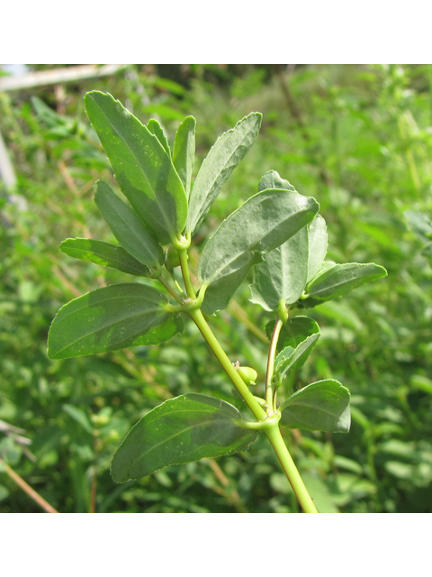 Chamaesyce nutans (Nodding spurge) #36165