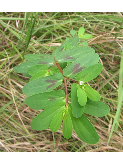 Chamaesyce nutans (Nodding spurge) #36167