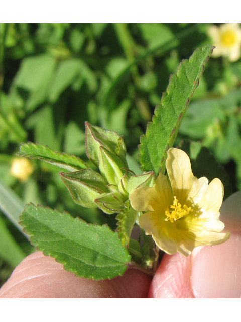 Sida spinosa (Prickly fanpetals) #36182