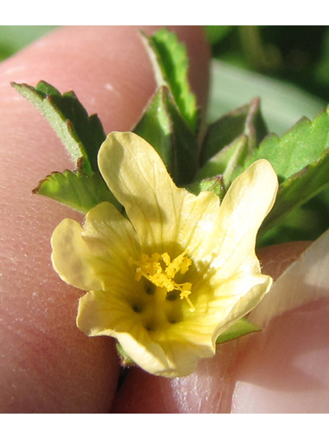 Sida spinosa (Prickly fanpetals) #36183