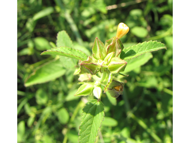 Sida spinosa (Prickly fanpetals) #36188