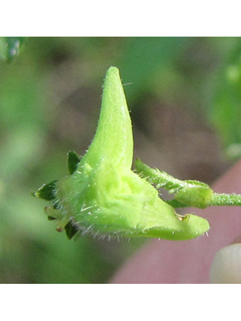 Tragia brevispica (Shortspike noseburn) #36194