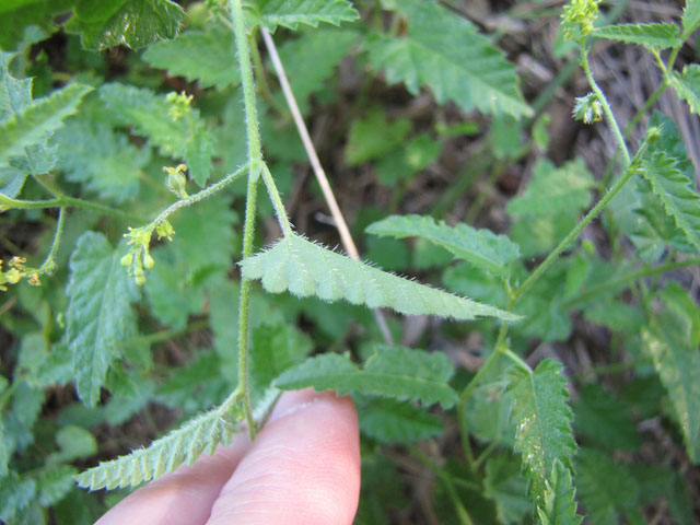 Tragia brevispica (Shortspike noseburn) #36198