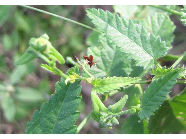 Tragia brevispica (Shortspike noseburn) #36199