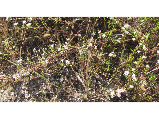 Symphyotrichum dumosum (Rice button aster) #35877