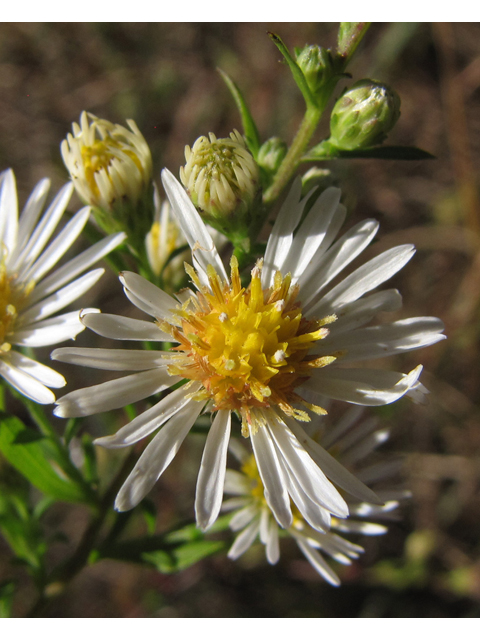 Symphyotrichum dumosum (Rice button aster) #35878