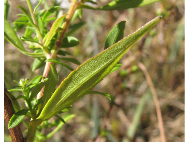 Symphyotrichum dumosum (Rice button aster) #35879