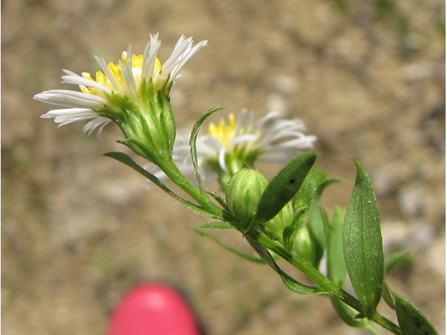 Symphyotrichum dumosum (Rice button aster) #35881