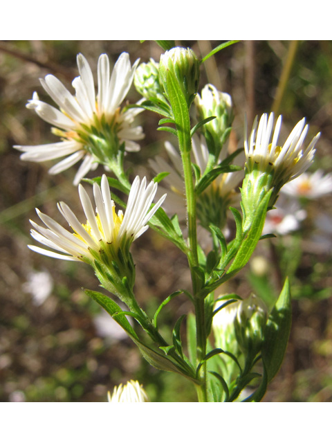 Symphyotrichum dumosum (Rice button aster) #35882