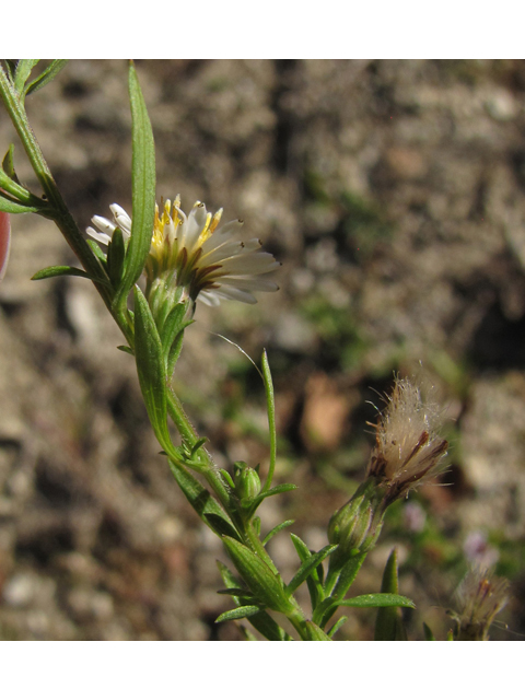 Symphyotrichum dumosum (Rice button aster) #35884