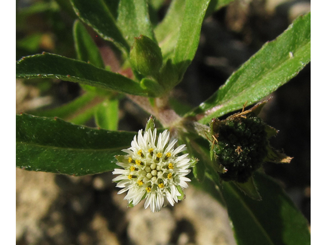 Eclipta prostrata (Pie plant) #35887