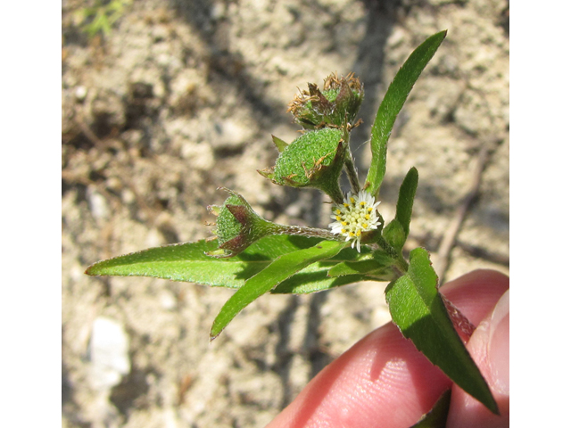 Eclipta prostrata (Pie plant) #35888