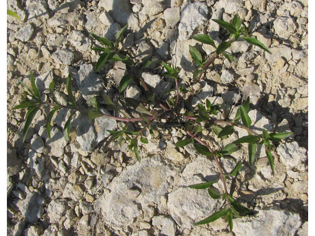 Eclipta prostrata (Pie plant) #35889