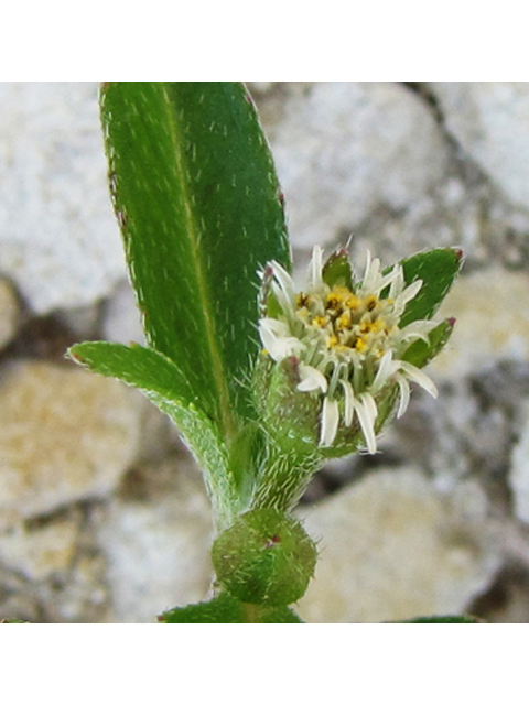 Eclipta prostrata (Pie plant) #35891