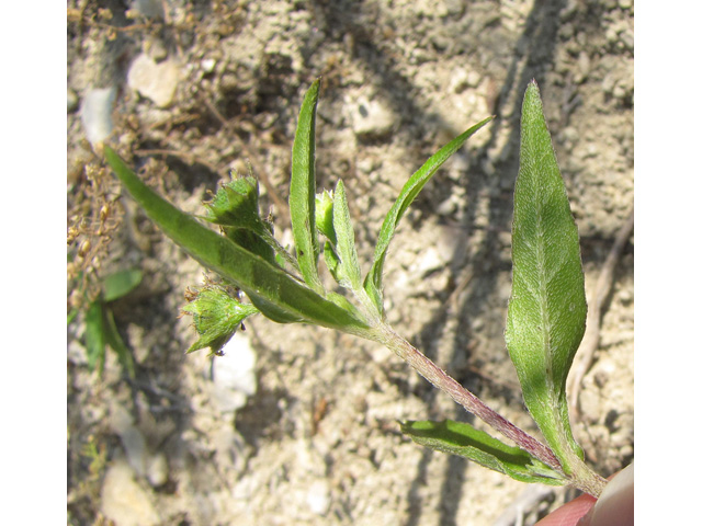 Eclipta prostrata (Pie plant) #35892