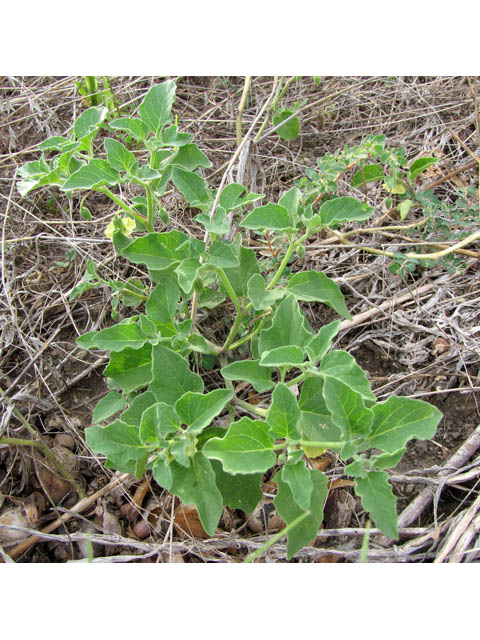 Physalis cinerascens (Smallflower groundcherry) #35904