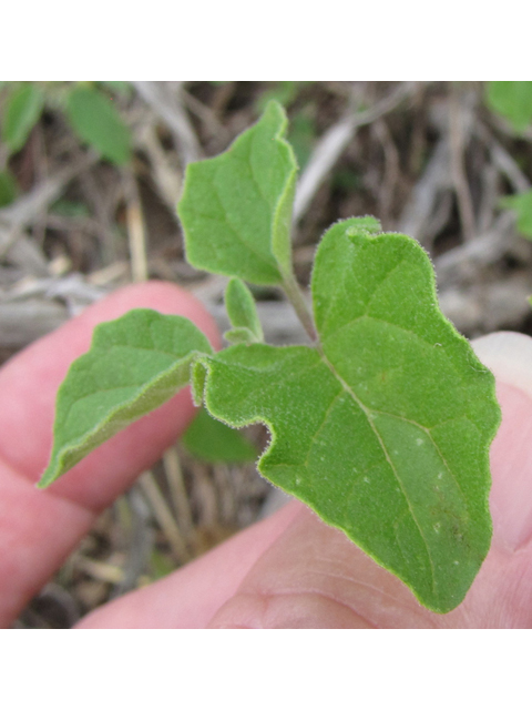 Physalis cinerascens (Smallflower groundcherry) #35910